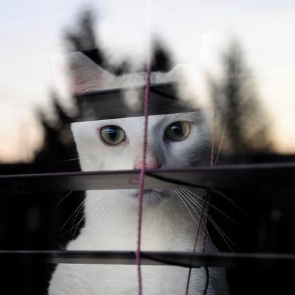 Cat in window